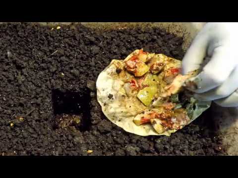 Finished castings tub worm baiting retrieval round 3 - vermicomposting