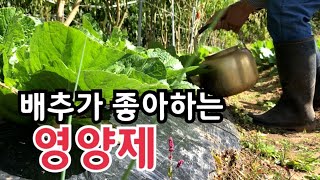 배추가 좋아하는 영양제 종류는 무엇일까