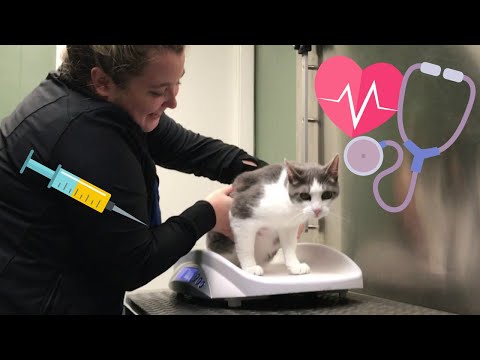 TAKING KITTY TO THE VET! The Story Of An Adopted Stray Cat I Rescued! Vet Visit & Cat Care!