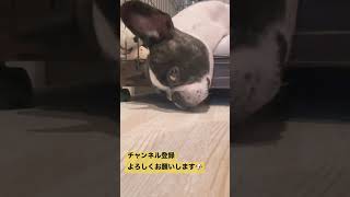 首痛くない？大丈夫？😅　(Is your neck not hurting? Are you okay?) #shorts