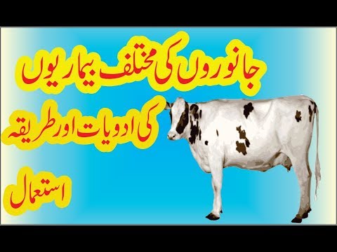 , title : 'Animals (Cows Bulls Buffaloes Goat Sheeps ) All Diseases Treatment & Medicines in Urdu /Hindi'