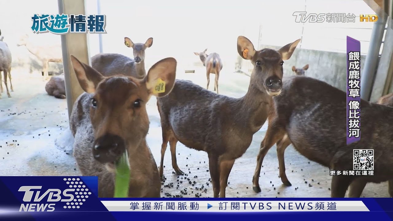 北台灣踏青! 桃園「餵鹿、馬、羊駝」住露營車