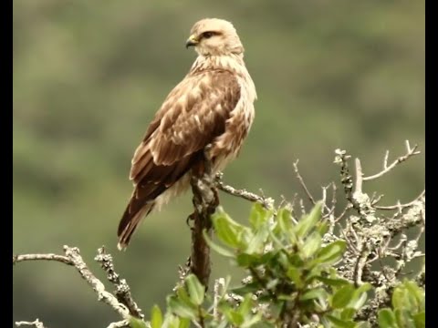 Forest Buzzard - Birds of the Garden Route