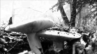 Mystic Charm - Mystic Charms