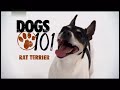 Terrier Ratonero Americano - DOGS 101 - Rat Terrier - ENG