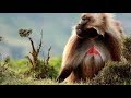 NatGeo Wild - The King Of Monkeys - National Geographic Documentary