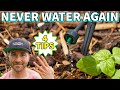 Do These Drip Irrigation Tips And NEVER Water Your Garden Again