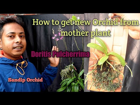 , title : 'How to get a new orchid from mother plant।Doritis Pulcherrima care & flowering tips@SandipOrchid'