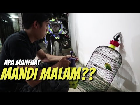 download lagu mp3 mp4 Manfaat Mandi Malam Untuk Lovebird, download lagu Manfaat Mandi Malam Untuk Lovebird gratis, unduh video klip Manfaat Mandi Malam Untuk Lovebird
