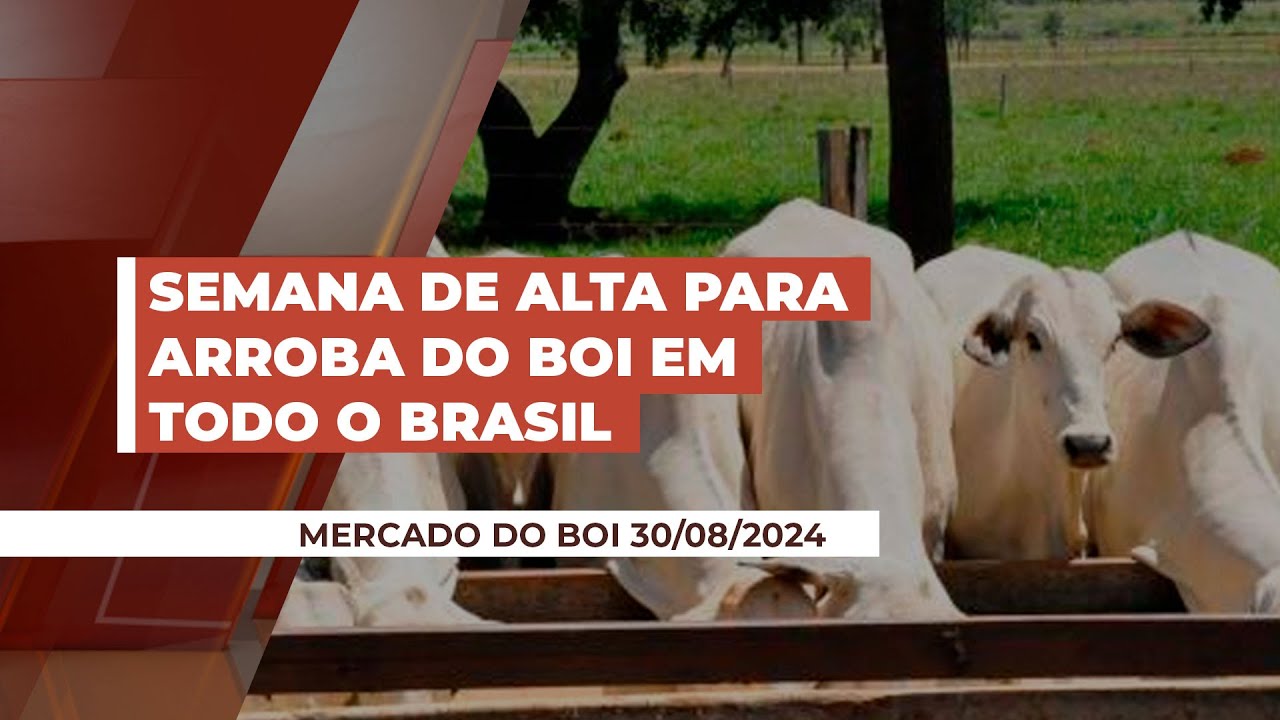 Semana consolida movimento de alta para arroba  do boi em todo o Brasil com destaque para RO, SP,...
