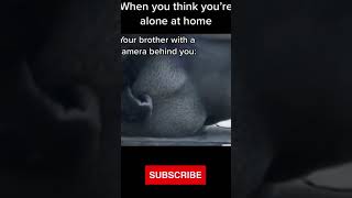 TikTok Funny Animals #shorts