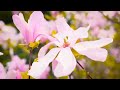 Jhonka Hawa Ka Short Cover Female Version By Joyee
