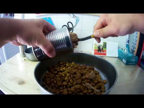 Puntata #8 Diete specifiche // Canile di Rubano