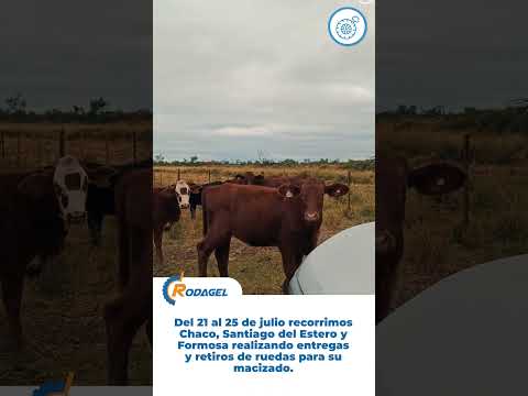Entregas de ruedas macizadas, Rodagel Inyectado