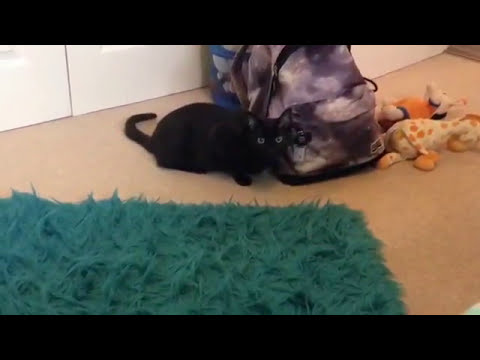 Holly is my cat| by Niamh|🐾🐈