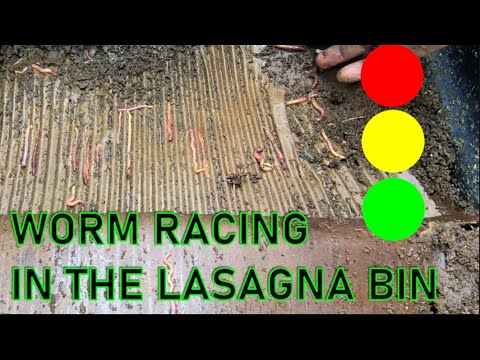 LASAGNA METHOD COMPOST WORM BIN