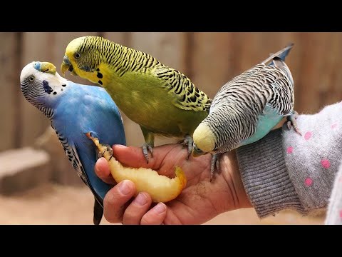 6 Hr Happy Parakeets Sing Playing This, Cute Budgies Chirping. Reduce Stress of lonely Birds Videos