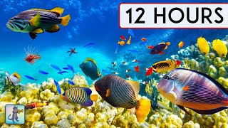 CORAL REEF AQUARIUM COLLECTION #4 • 12 HOURS • BEST RELAX MUSIC • SLEEP MUSIC