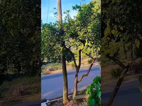 🌳 SÃO ROQUE DA FARTURA, Águas da Prata/SP - 19 de novembro de 2025
