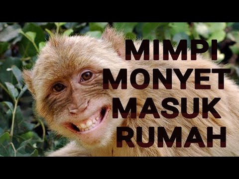 7 ARTI MIMPI MONYET MASUK RUMAH