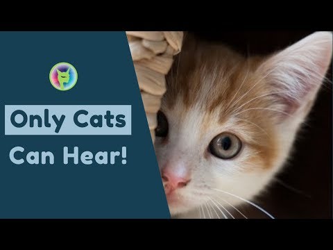 Only Cats Can Hear!  Special Happy Frequencies for Cats