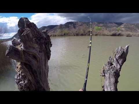 MONSTER Catfish (Siluro) - 2.52 metres (8 ft 3 inches) - 200 lbs (Weighed!) - Fishing - River Ebro!