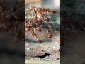 Did You Know Ants Shorts Reels Facts