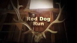 Red Dog Run plays 