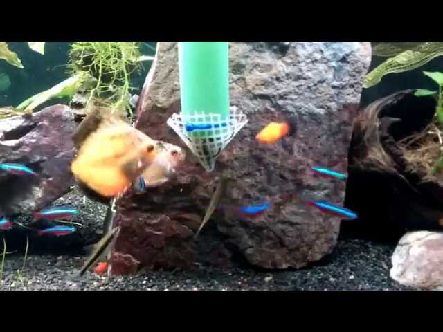 DIY feeding system/contraption for Discus in a planted aquarium tank