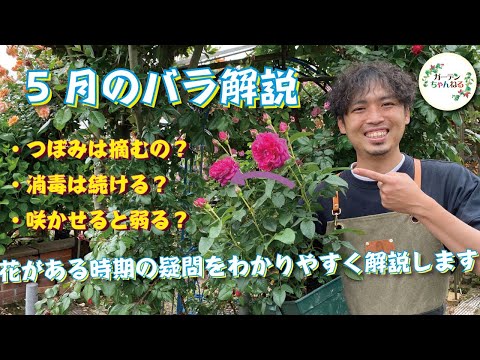 美しいバラの茂みを育てる方法 バラの茂みのメンテナンスのための天然肥料のヒント