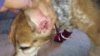 Violent head shaking in a dog. What are the causes and treatment options. Prices included.