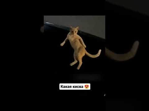 Hold up, a cat seducing me? 🤨😂