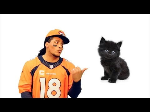 Here Kitty Kitty (Broncos vs Panthers DISS SONG)