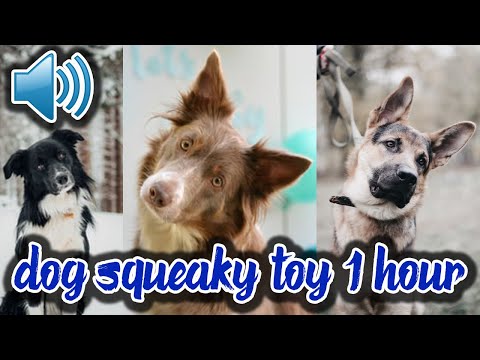 Dog Squeaky Toy Sound 1 Hour Dog Squeaky Noise Squeaky Toy Sound Dog Tilt Sound 1 Hour Dog Toy Noise