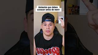 Animales que debes conocer antes de morir.#shorts #animales #curiosidades