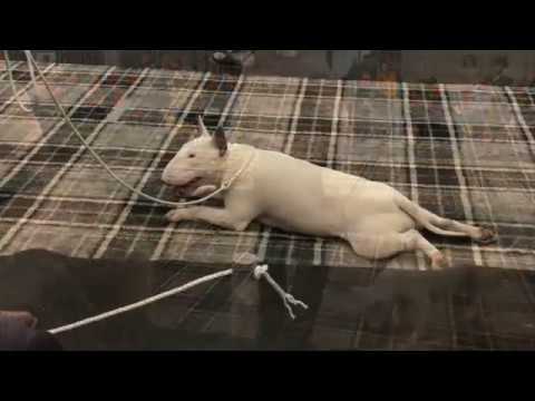 download lagu mp3 mp4 The Bull Terrier Club, download lagu The Bull Terrier Club gratis, unduh video klip The Bull Terrier Club