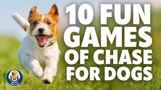 10 Engaging Chase Games To Increase Your Picky Eater Dog
