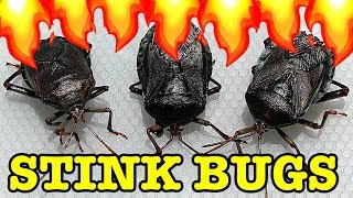 Stink Bug Pest Control Flamethrower Vs Water Save My Lemons