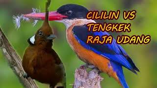 Download lagu ISIAN PALING DICARI CILILIN VS RAJA UDANG |birds singing| |birds training| mp3