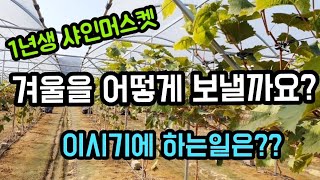 #1년생4년생5년생샤인머스켓 #샤인머스켓재배기술  #비가림비닐시설하우스