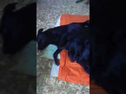 2x1 #cordoba #perros #miradacanina #vallehermoso