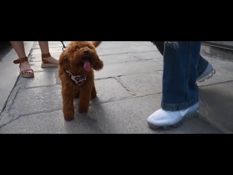 PASHANIM x SAMPAGNE TYPE BEAT 2023 - "MYPASHA"