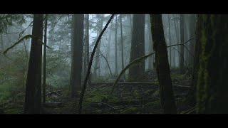 Within The Forest - 4K Forest Cinematic - 4K Nature Film