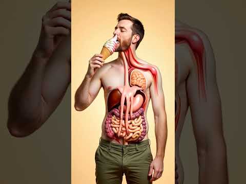 The Amazing Journey of Ice Cream Inside Your Digestive System | 3D Anatomy Animation