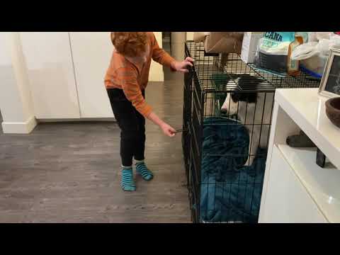 Evolve Dog Training Inc. video.