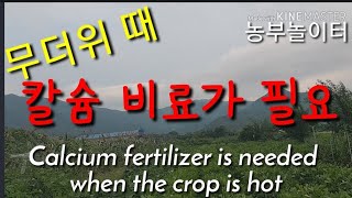 무더위 때에 칼슘 비료가 필요해요~!! 복숭아 자두 Calcium fertilizer is needed wh…