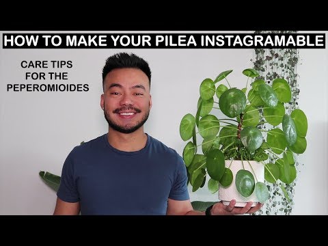 image-Is a Pilea a succulent?