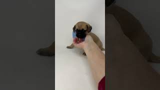 Video preview image #1 Pug-Shih Tzu Mix Puppy For Sale in Benton, LA, USA