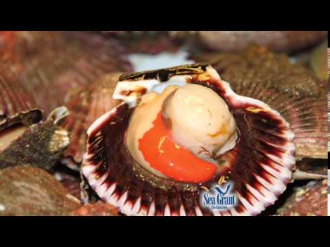 15 Second Science - Bay versus Sea Scallops