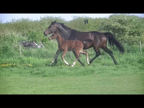 HF v. Cash and Carry - Quintero - Calido I - Calando I, Stamm 162